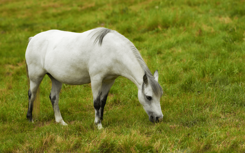 A horse grazing in a lush green pasture, with a bucket of balanced feed nearby. The sun is shining, and the horse looks healthy and strong