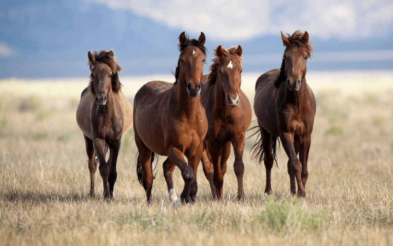 A variety of specialized horse breeds with distinct characteristics for different equestrian disciplines