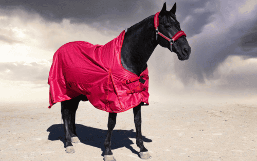 Regendecke Pferd Test: Die 5 besten (Bestenliste)